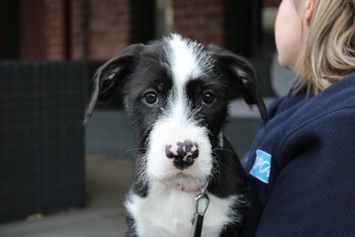 Cake - American Bulldog