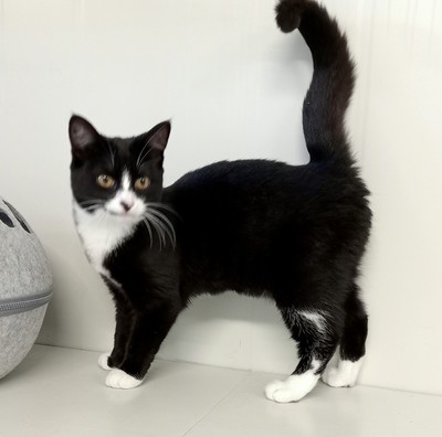 Holly - Domestic Medium Hair