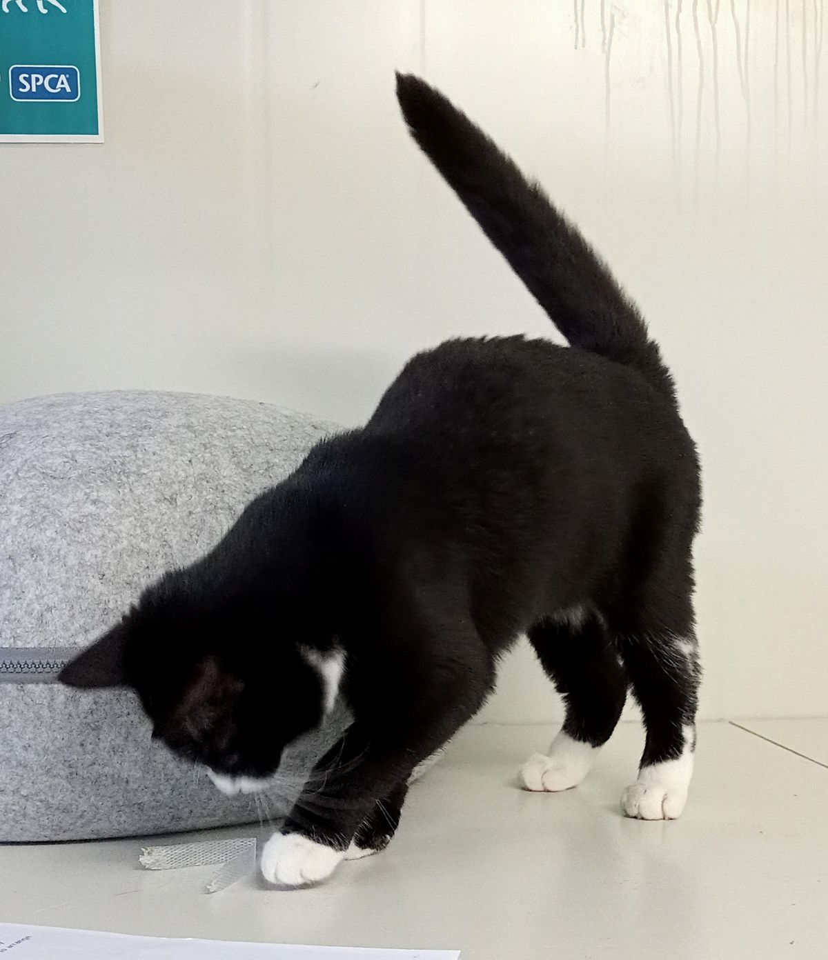 Gallery image: Holly