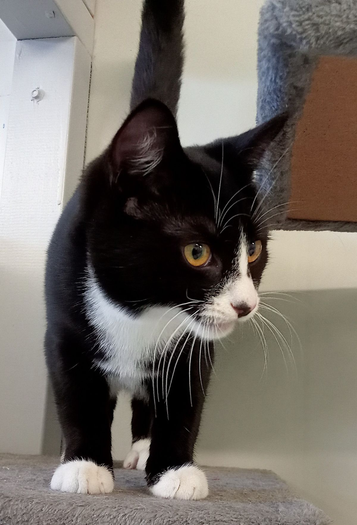 Gallery image: Holly