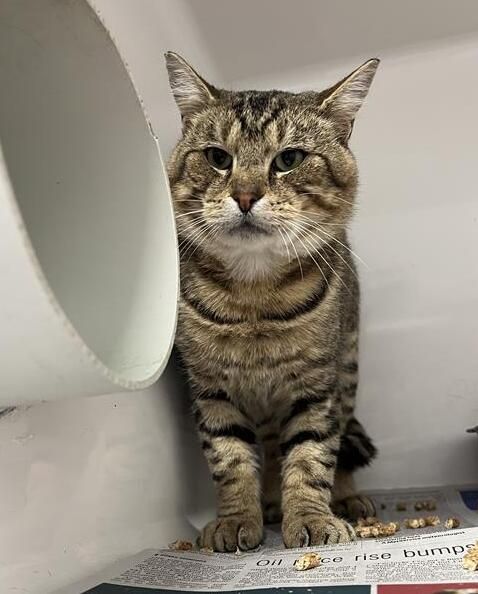 Gallery image: Oscar