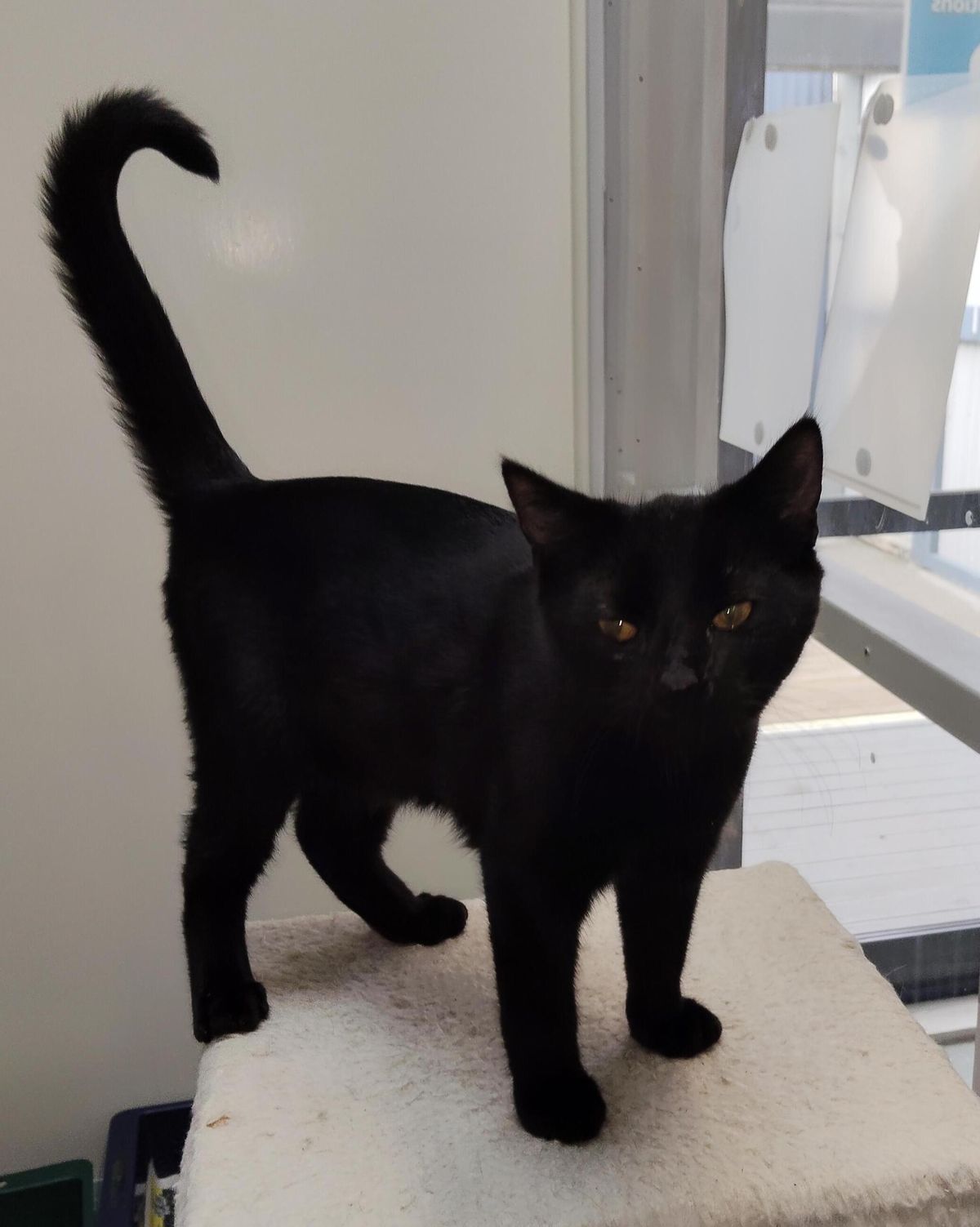 Gallery image: Bonbon