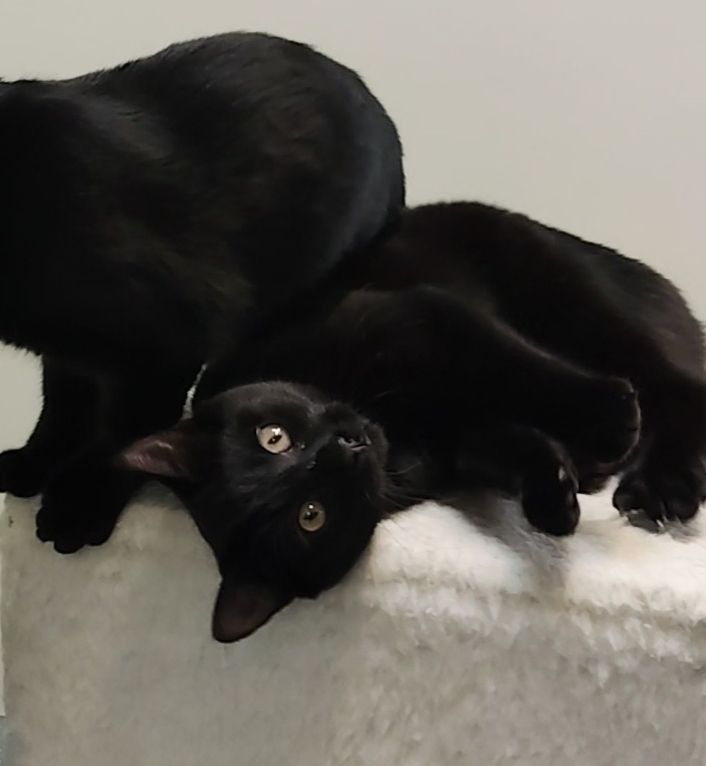 Gallery image: Bonbon