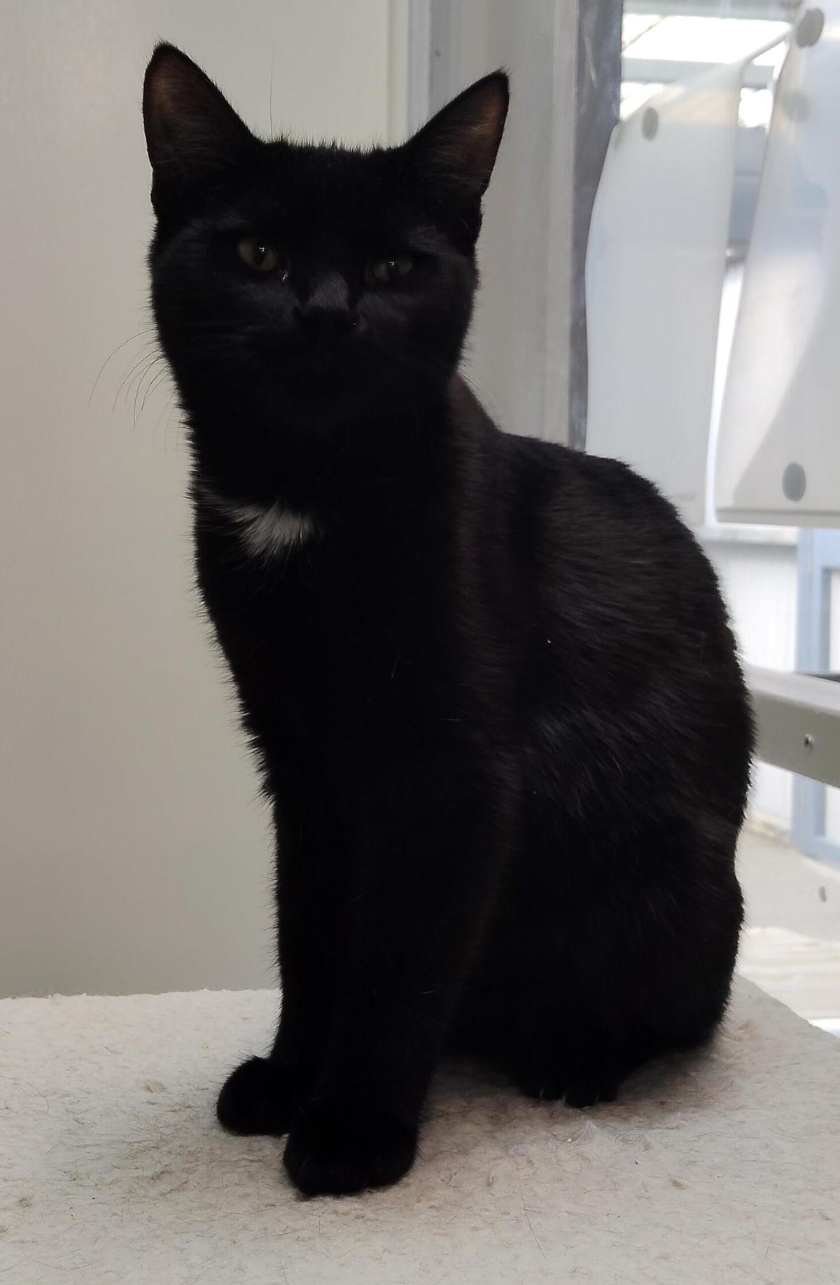 Gallery image: Aniseed