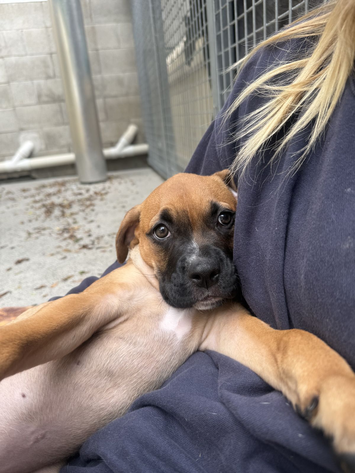 Gallery image: Petal