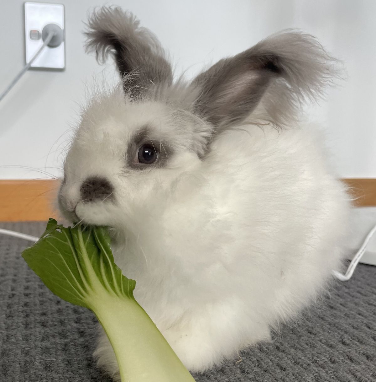 Gallery image: Fergus 