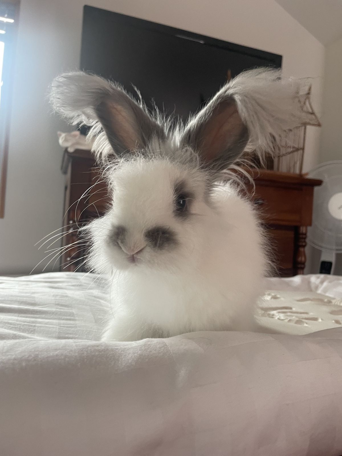 Gallery image: Fergus 