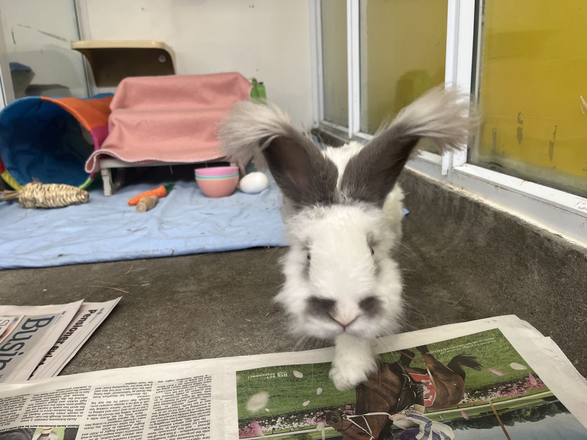 Gallery image: Fergus 