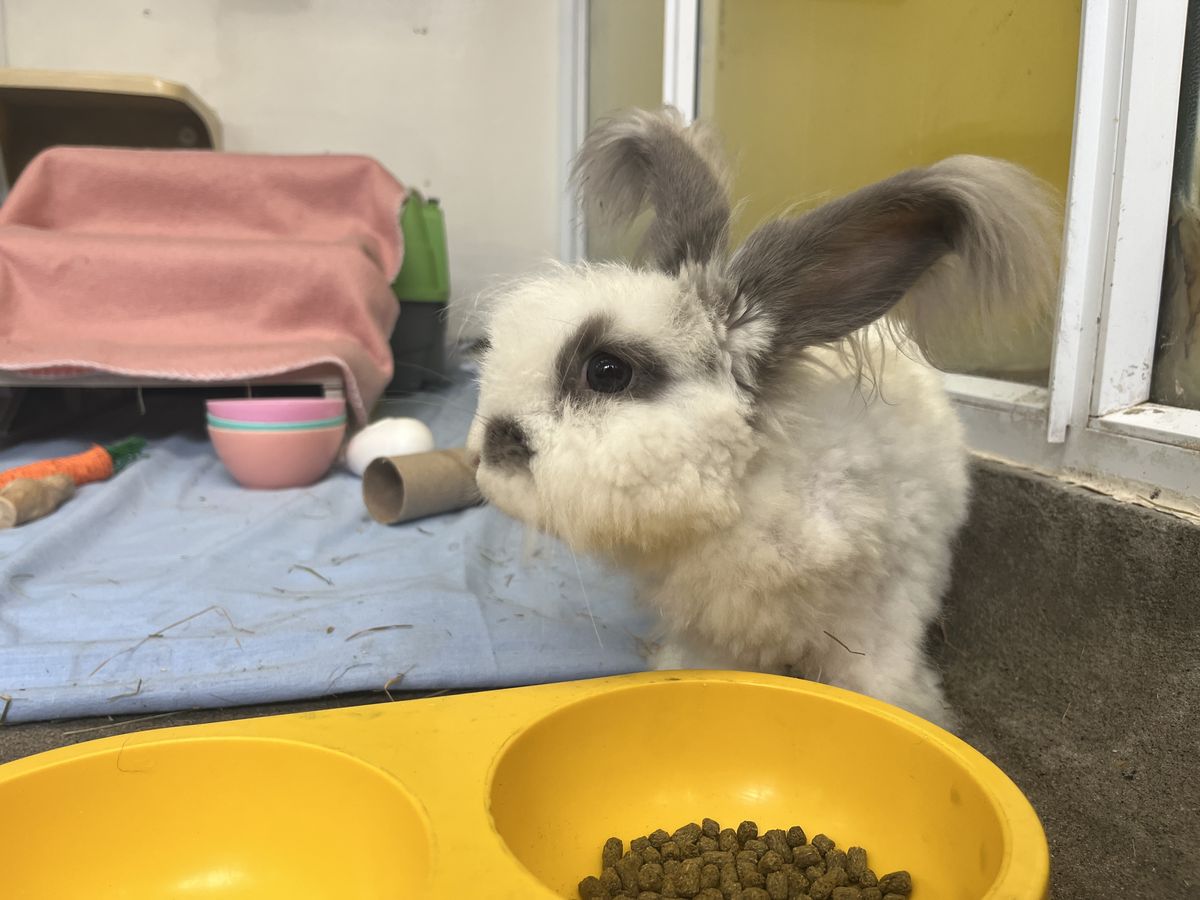 Gallery image: Fergus 