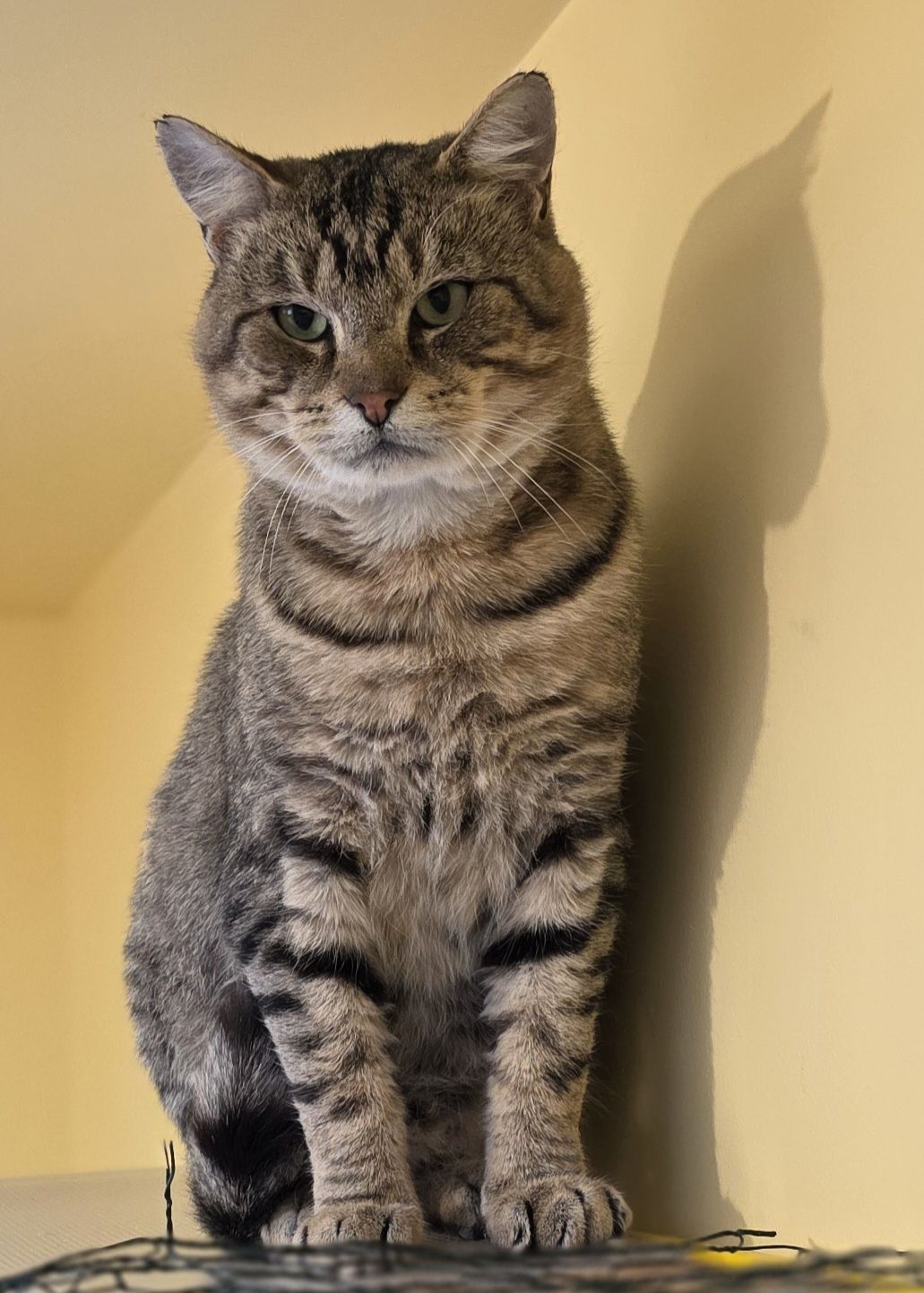 Gallery image: Oscar