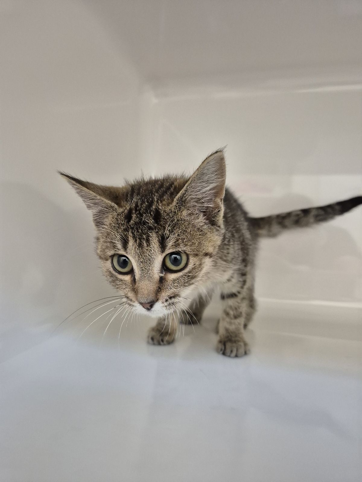 Gallery image: Scarlett