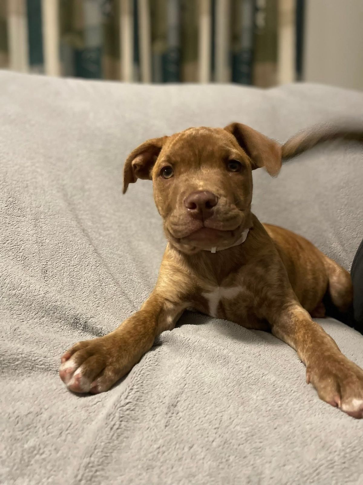 Gallery image: Sparrow 