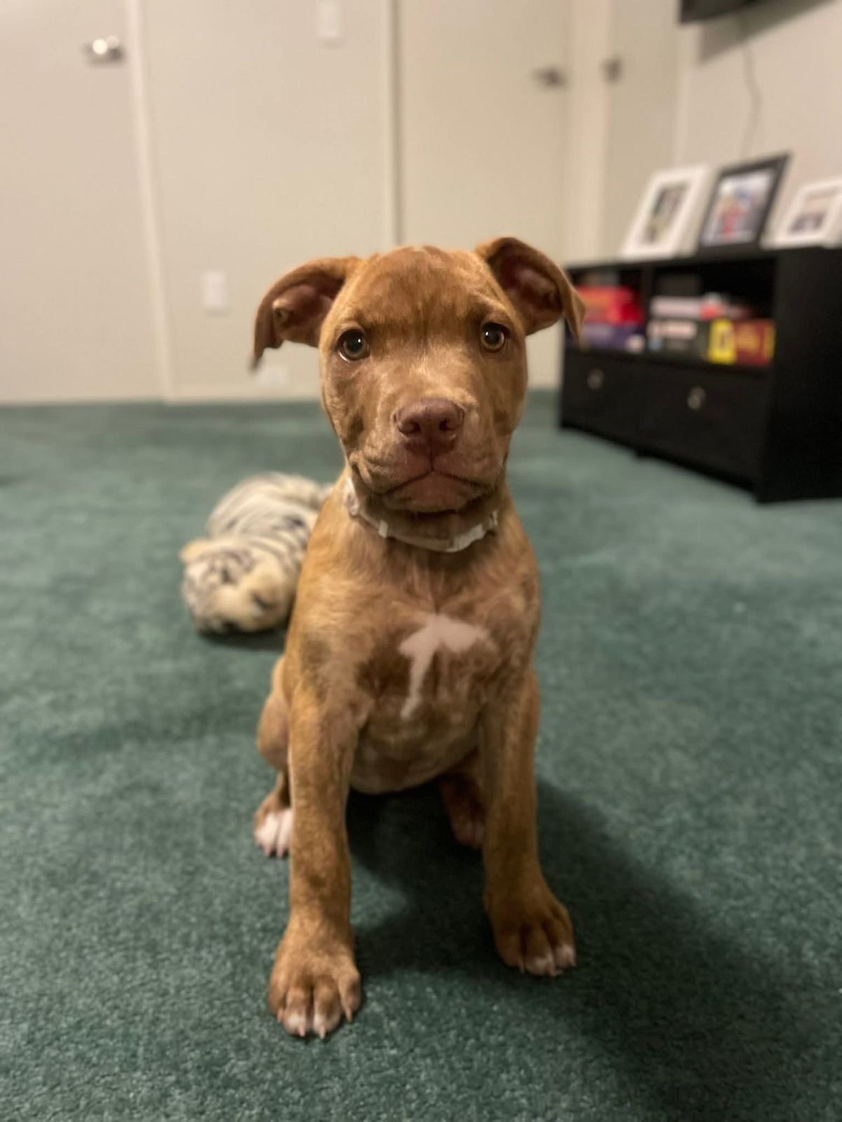 Gallery image: Sparrow 