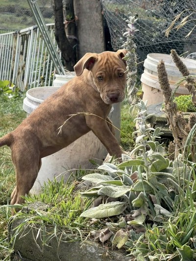 Willow  - Medium Cross Breed