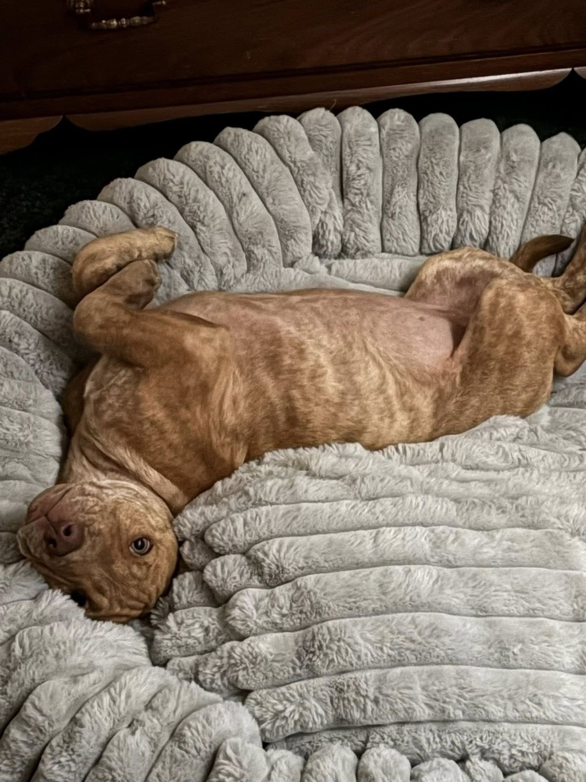 Gallery image: Willow 