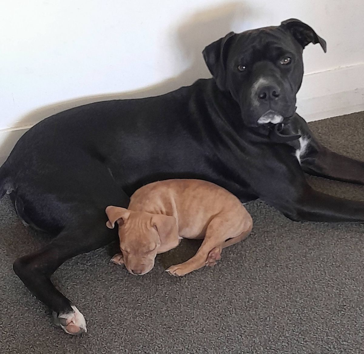 Gallery image: Willow 