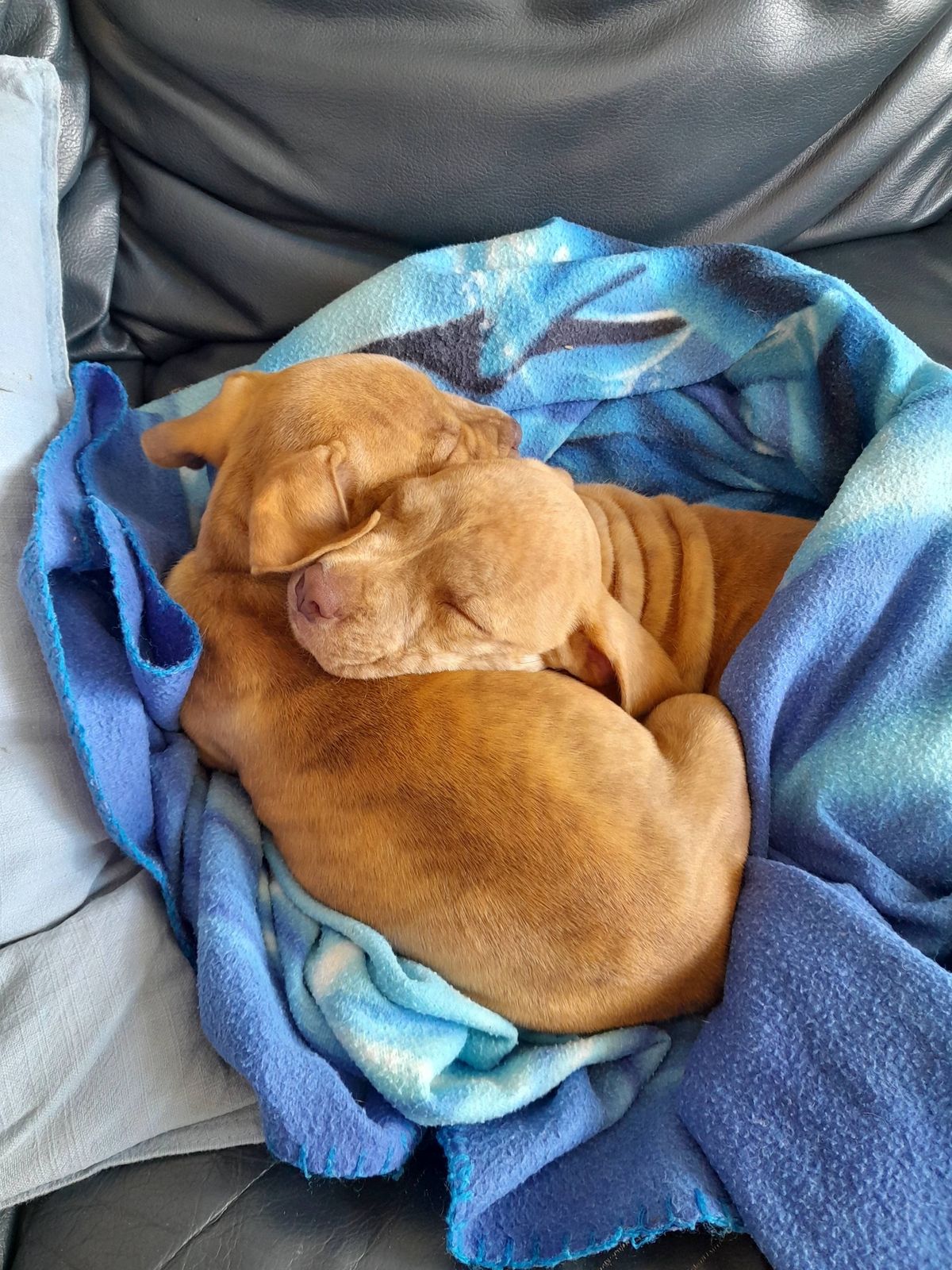 Gallery image: Willow 