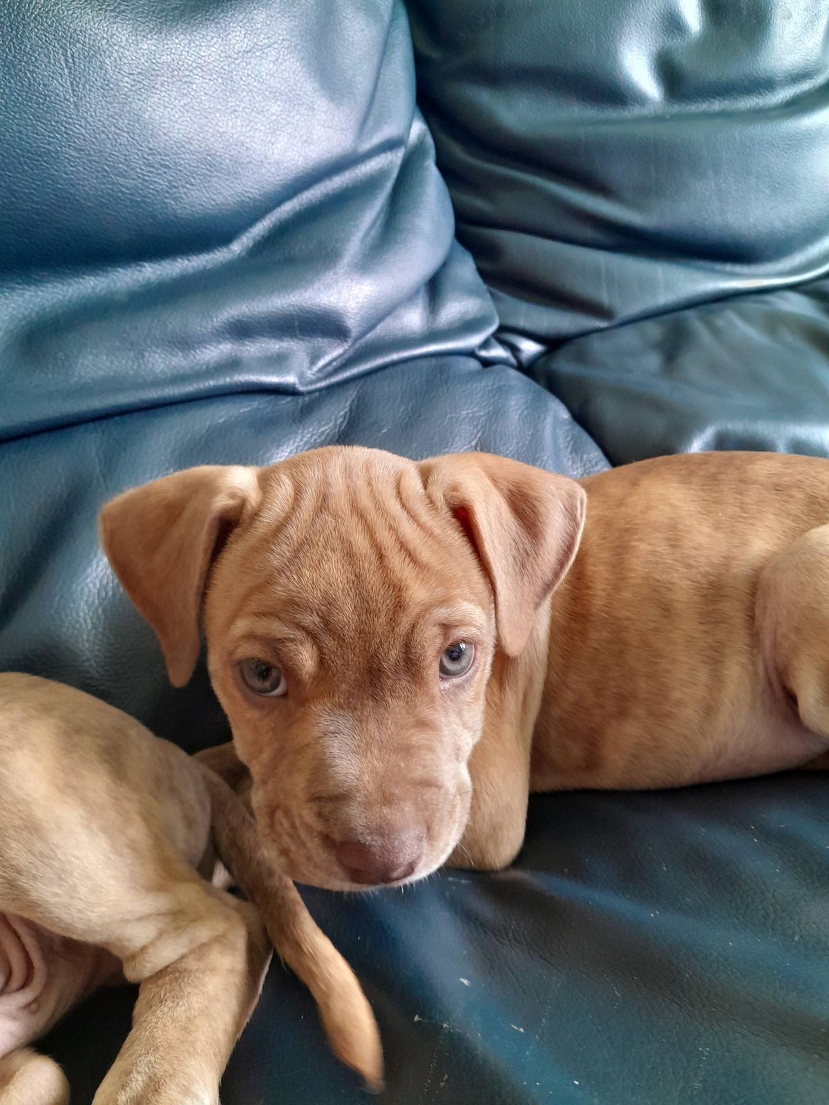 Gallery image: Willow 