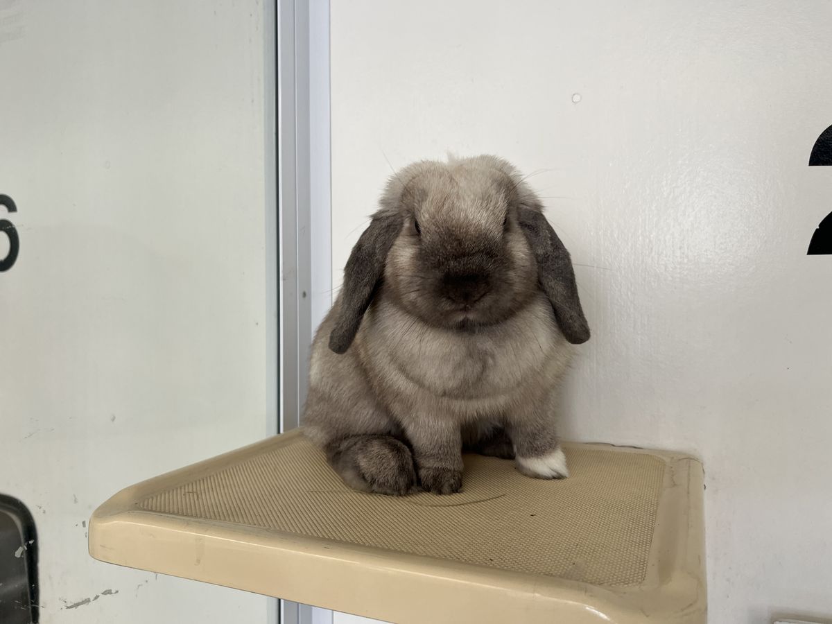 Gallery image: Rosie