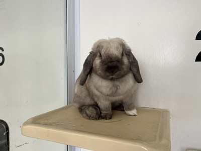 Rosie - Lop Eared