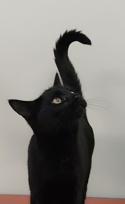 Bonbon - Domestic Short Hair