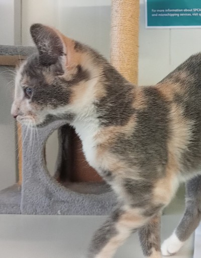 Cherry - Domestic Short Hair