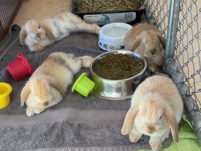 Gallery image: Gingernut