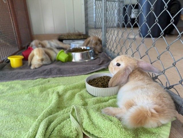 Gallery image: Gingernut