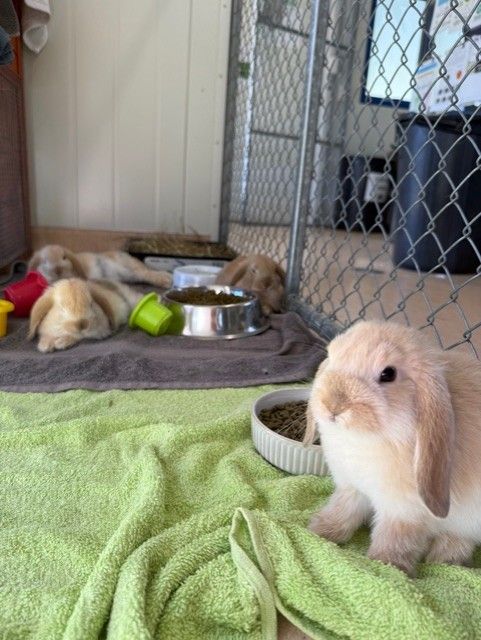 Gallery image: Gingernut