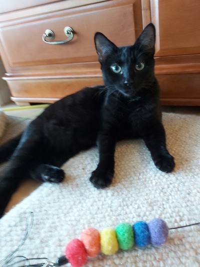 Literata - Domestic Short Hair