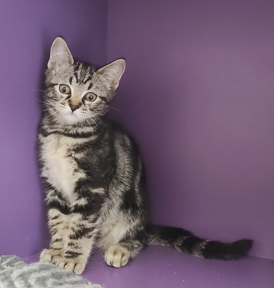 Ira - Domestic Short Hair