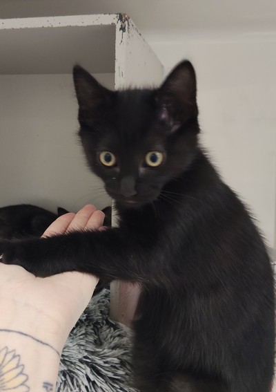 Idris - Domestic Short Hair