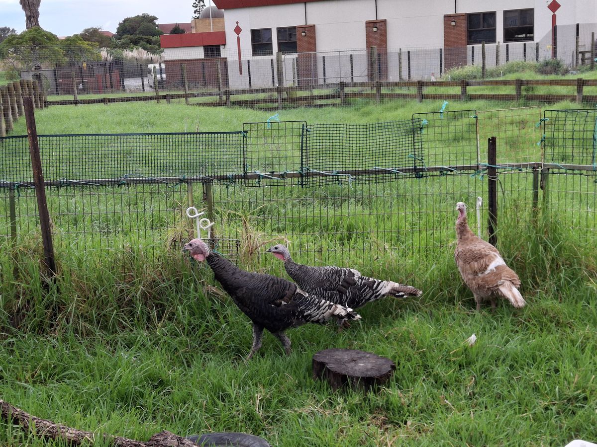 Gallery image: Apple, Orange And Pear