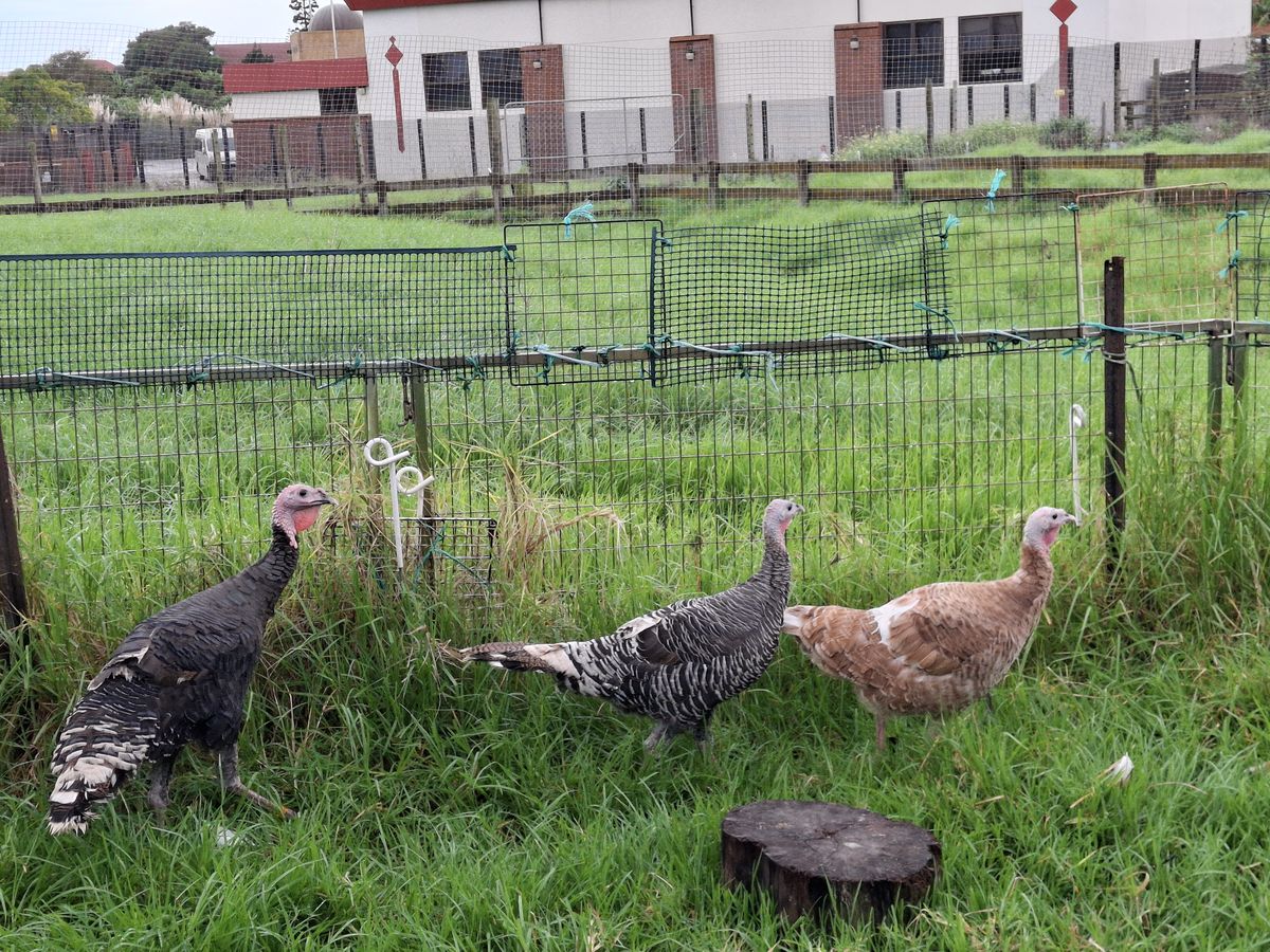 Gallery image: Apple, Orange And Pear