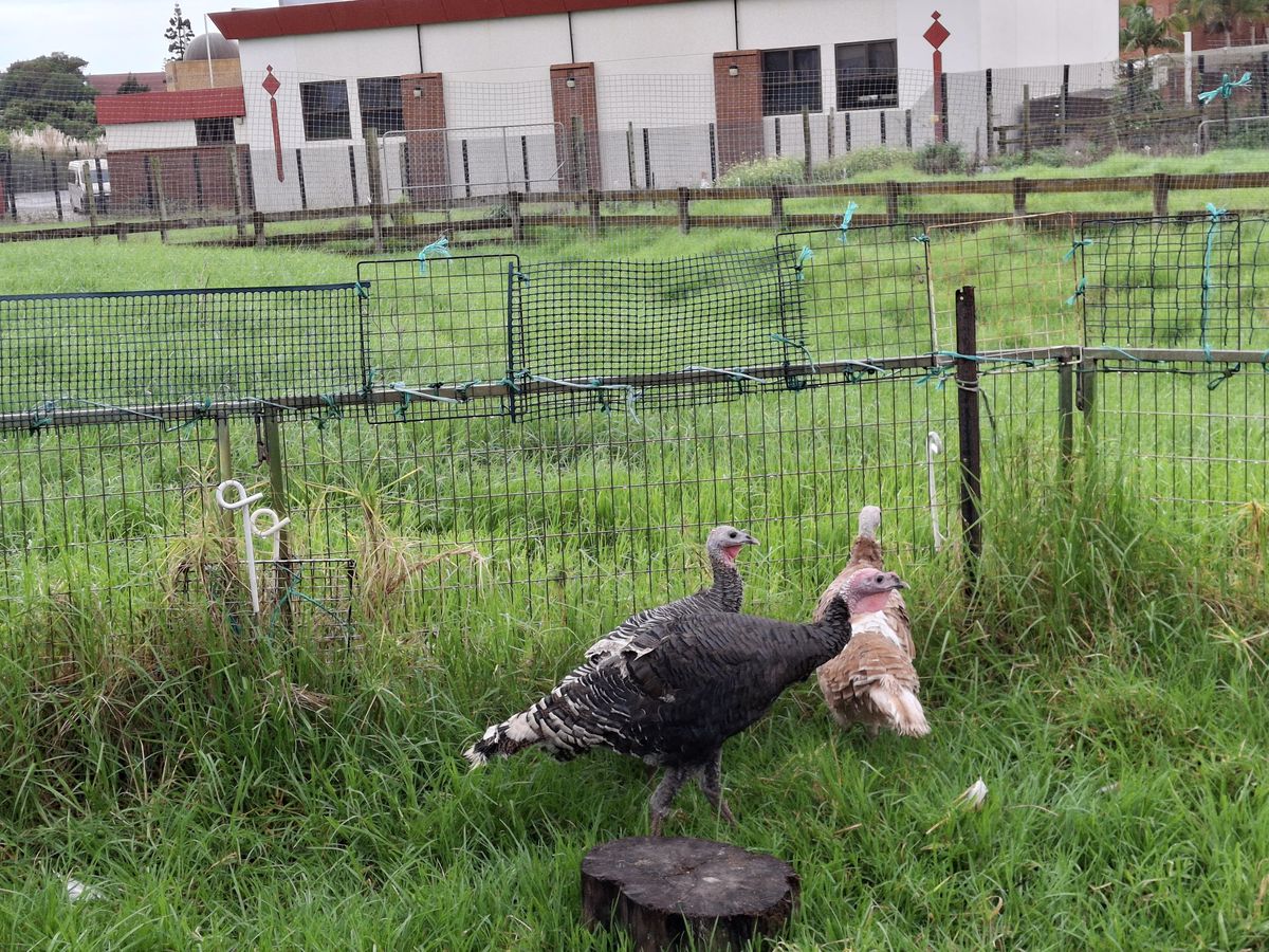 Gallery image: Apple, Orange And Pear