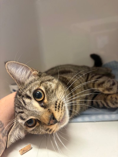 Benny - Domestic Short Hair