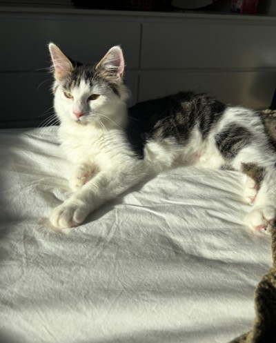 Shelly - Domestic Short Hair