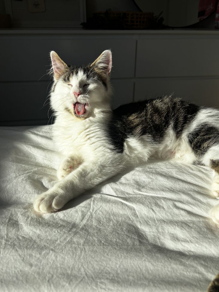 Gallery image: Shelly