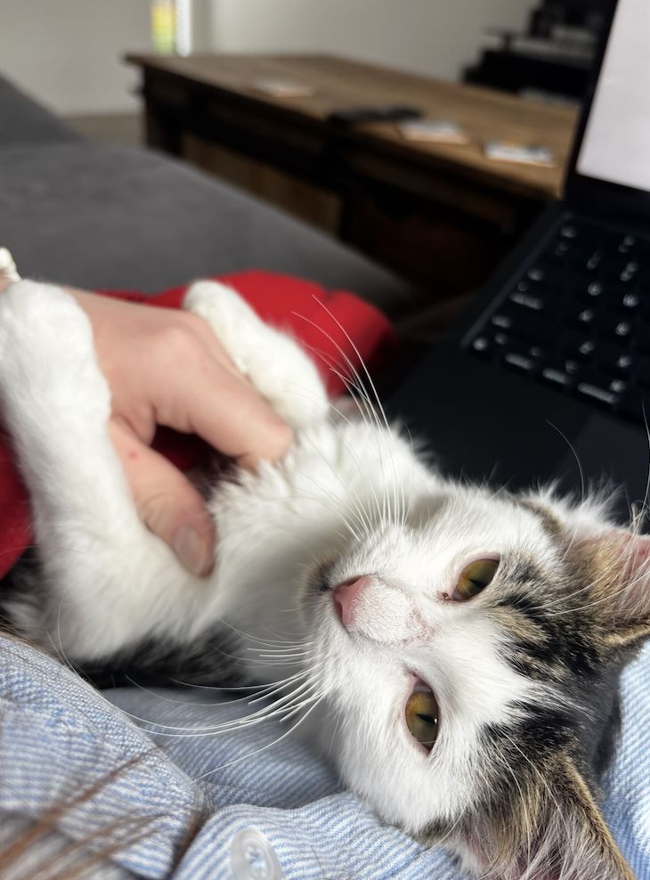 Gallery image: Shelly