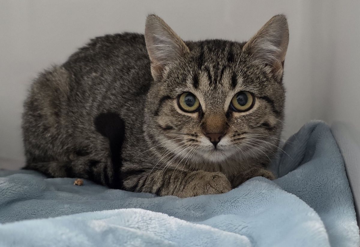 Gallery image: Tabasco