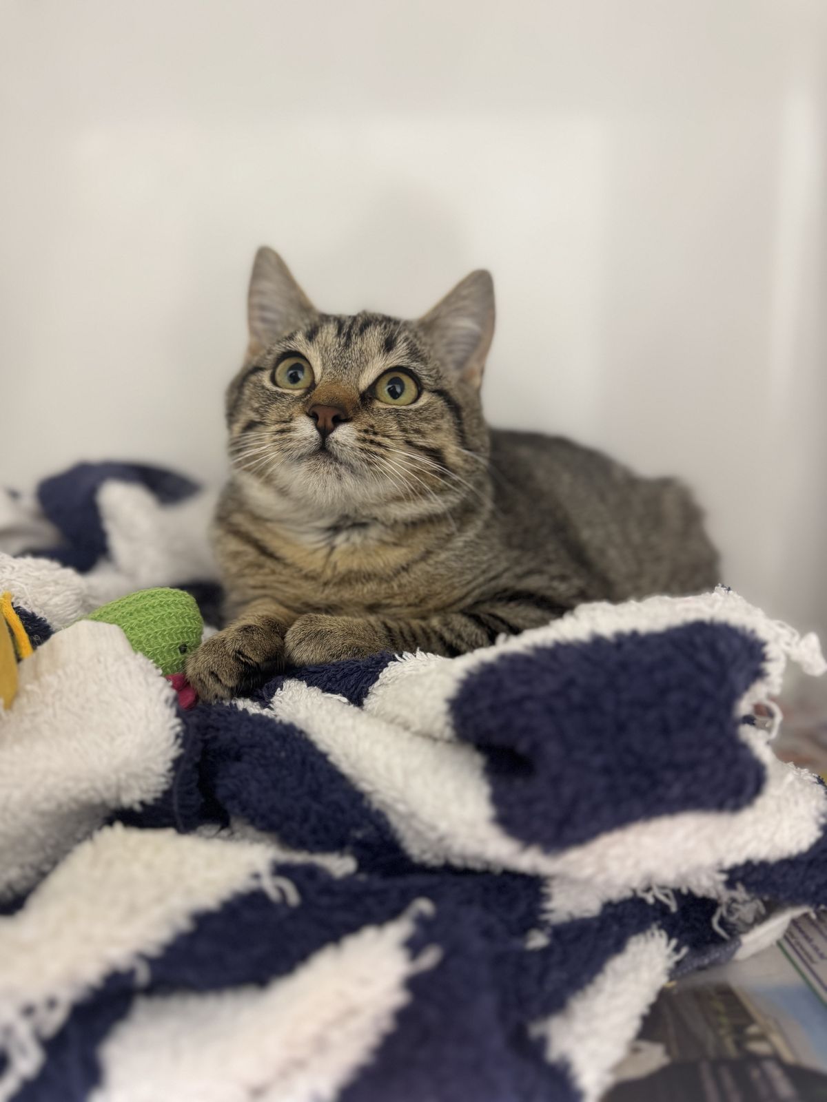 Gallery image: Tabasco