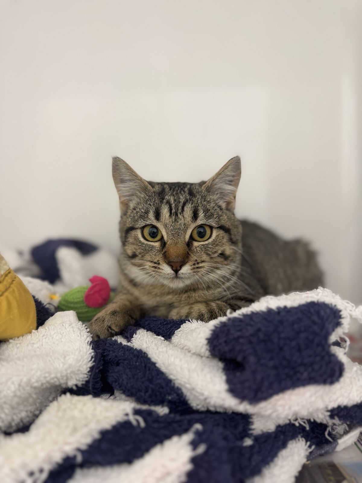 Gallery image: Tabasco