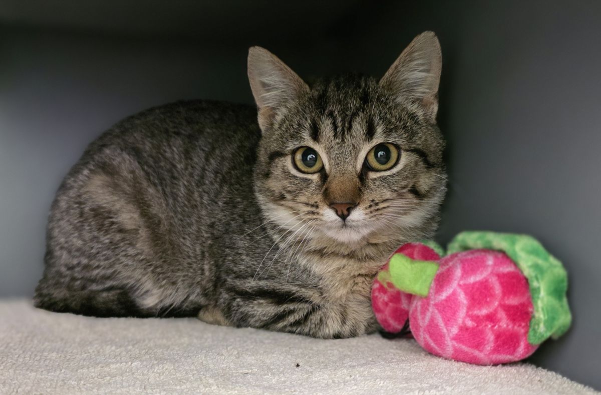 Gallery image: Tabasco