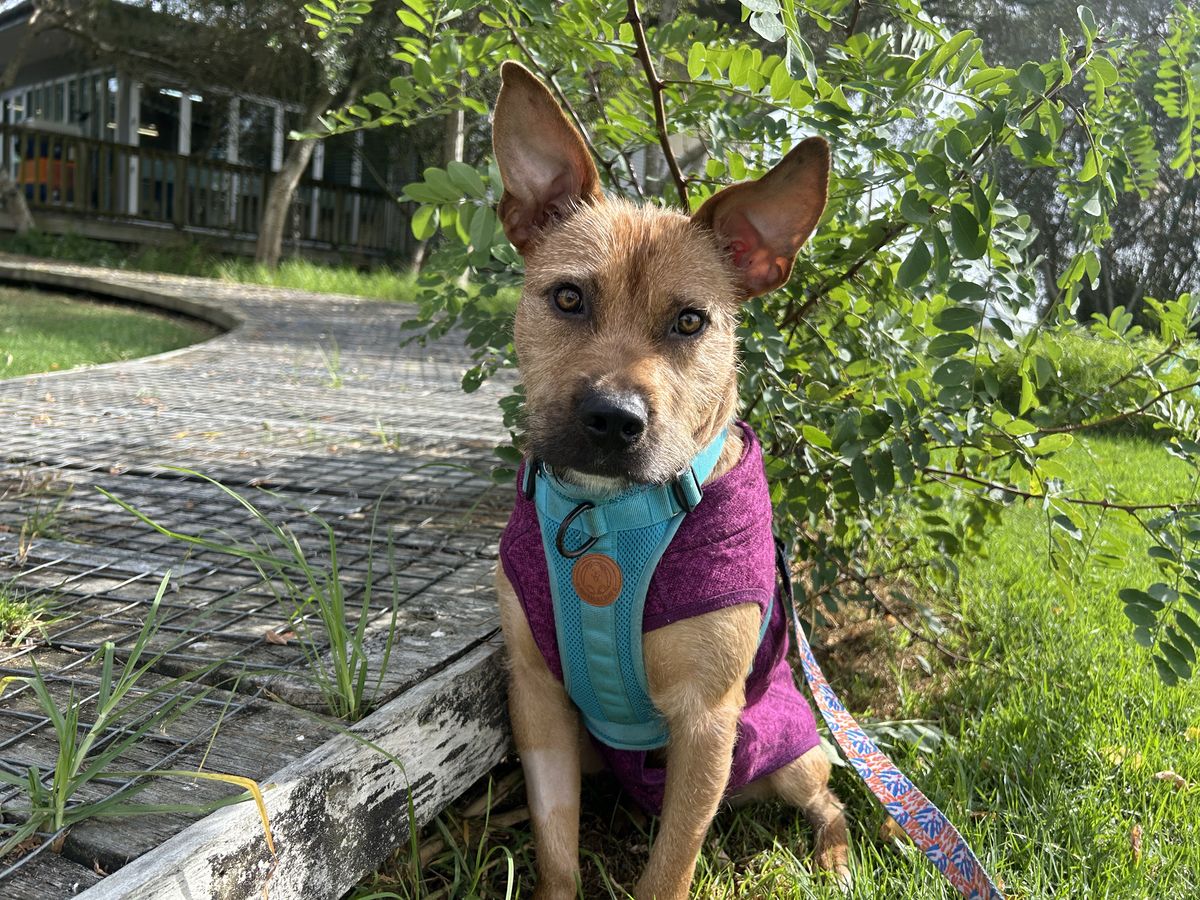 Gallery image: Rufus