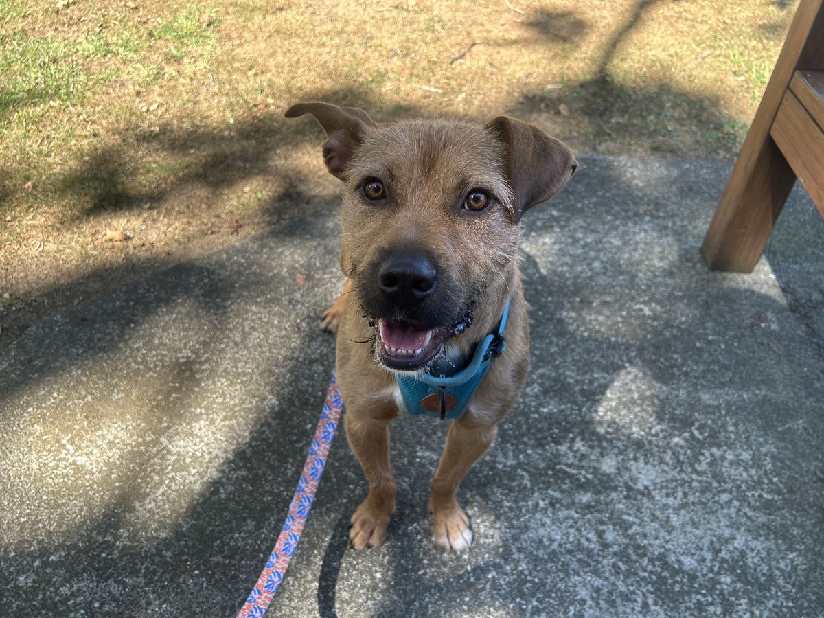 Gallery image: Rufus