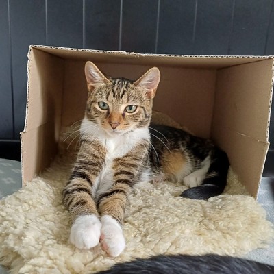 Bibby  - Domestic Short Hair