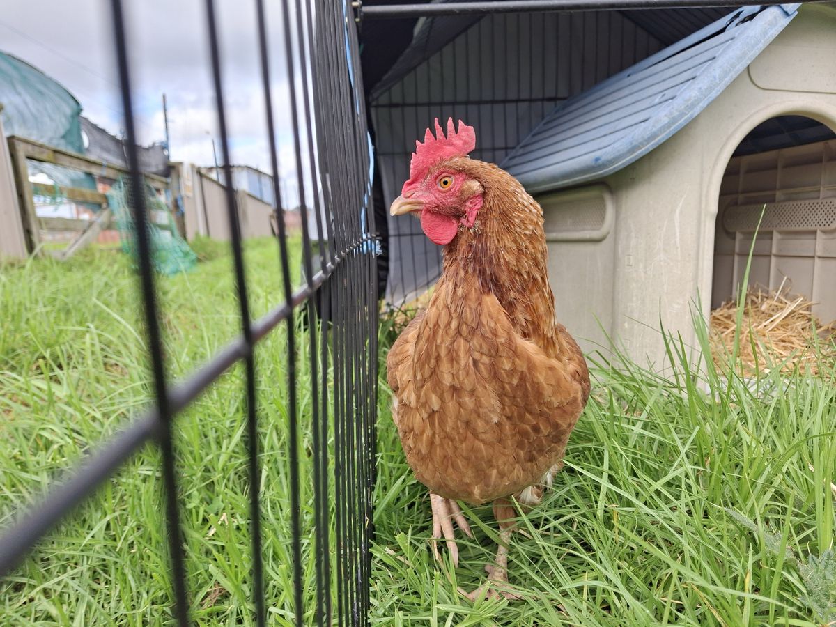 Gallery image: Chickpea