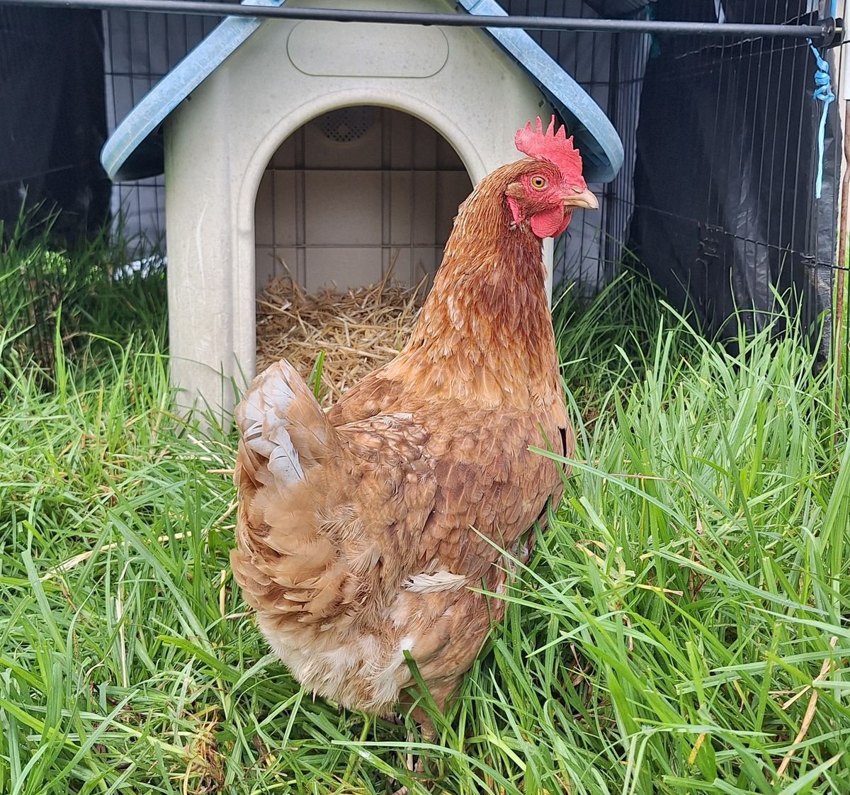 Gallery image: Chickpea