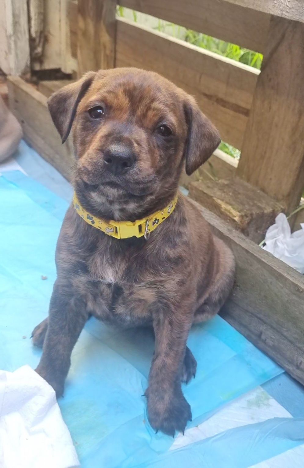 Gallery image: Chanterelle