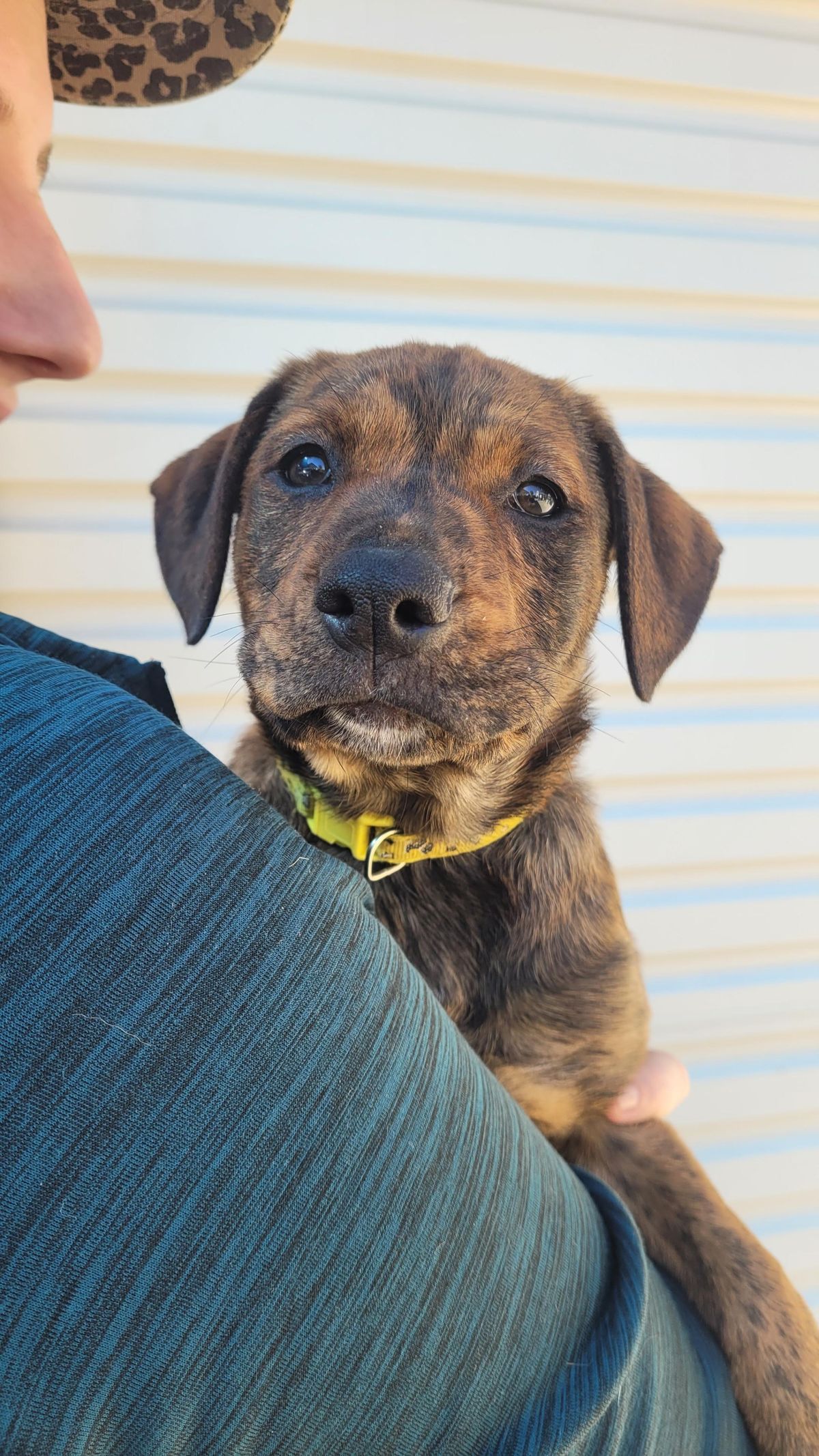 Gallery image: Chanterelle